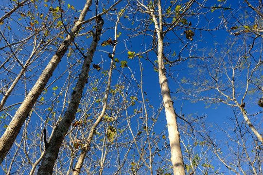 TEAK AĞACI ÖZELLİKLERİ